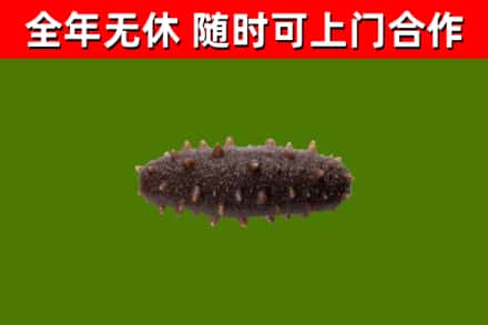 苏州烟酒回收干海参.jpg